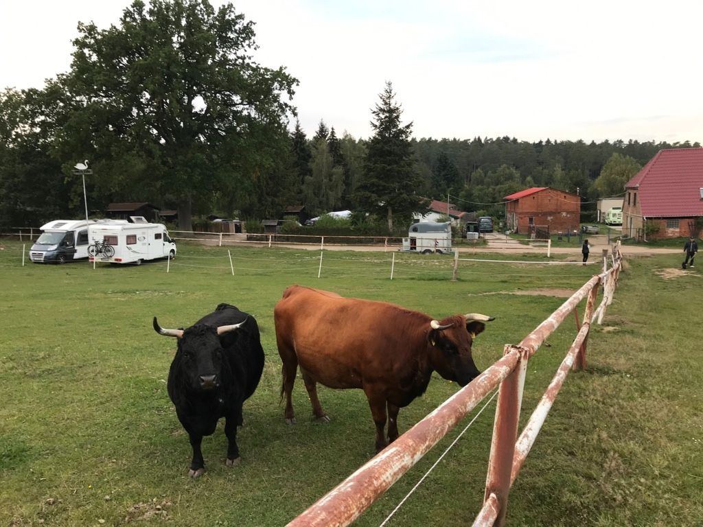 Camping among cattle, sheep & horses