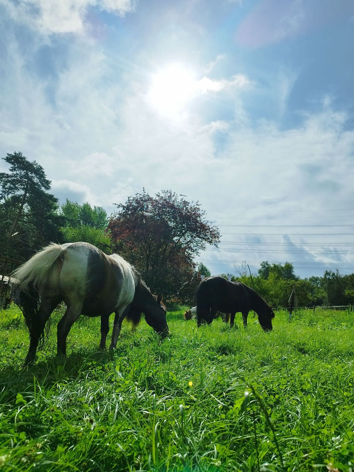 Close to the city with village feeling and ponies in Hamburg