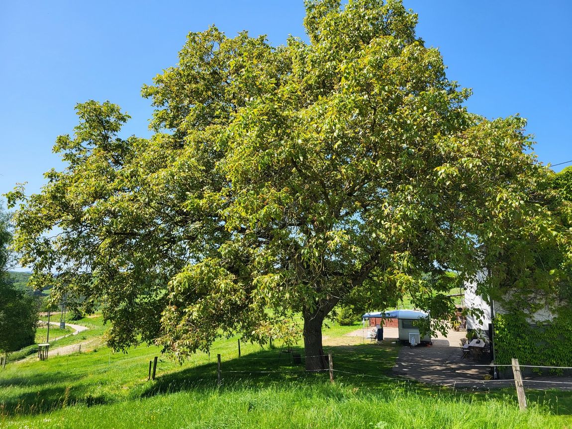 "Under the walnut tree" on the edge of the Westerwald