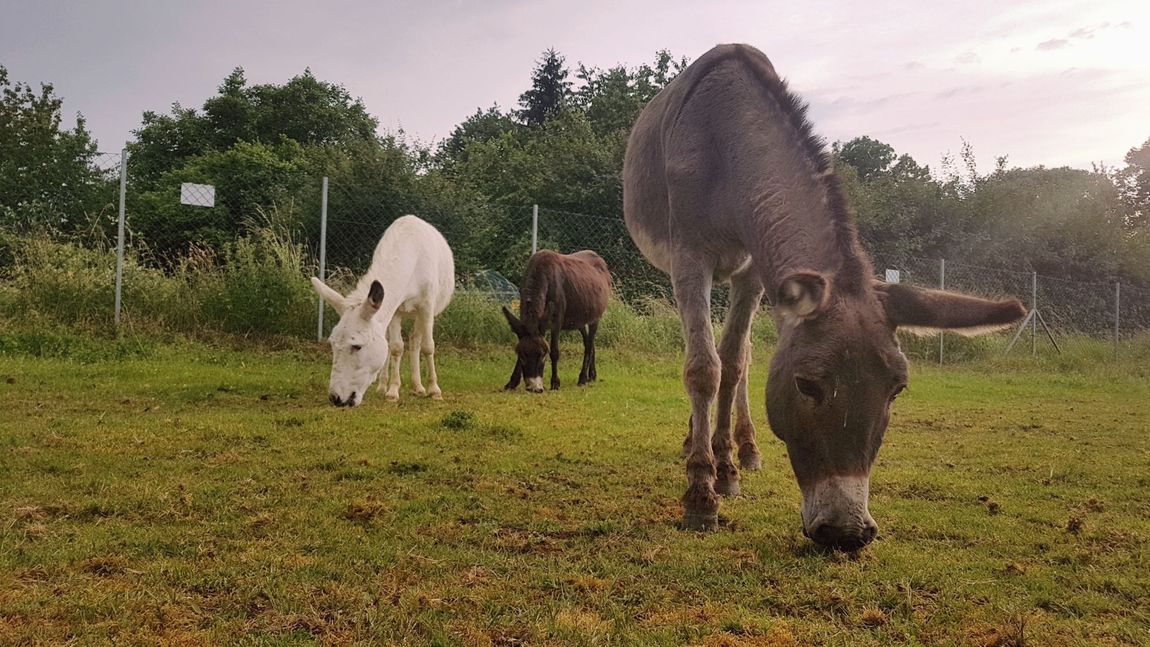 Time out at the Donkey Farm Wetterau