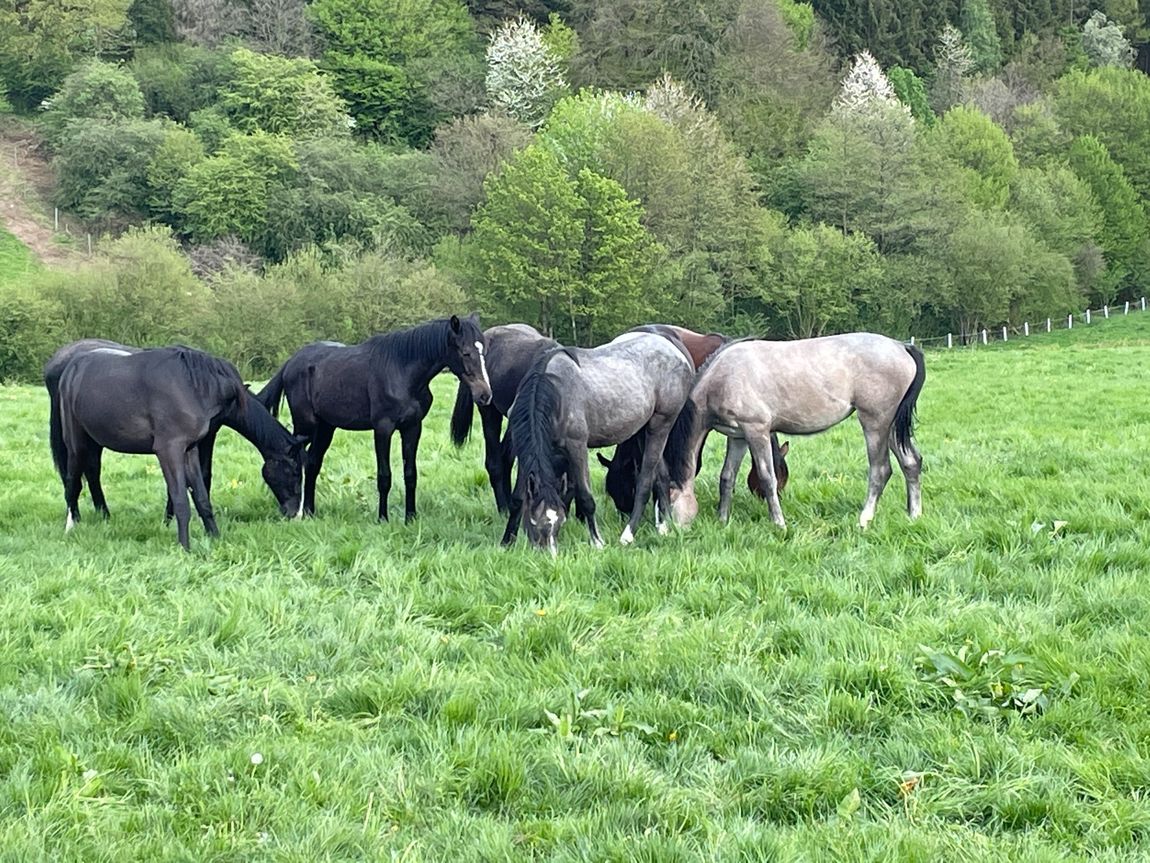 Pascolo per cavalli con vista sul Bergisches Land