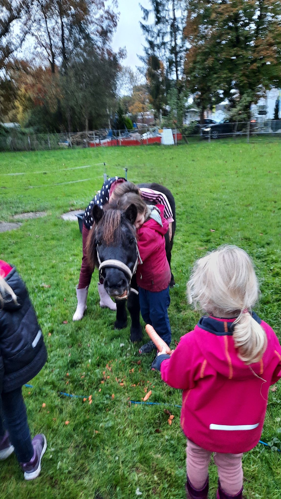 Ponies and horses on the farm in beautiful Ammerland
