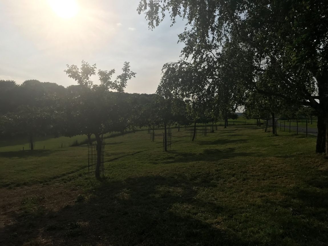 Orchards near distillery and vaulted cellar