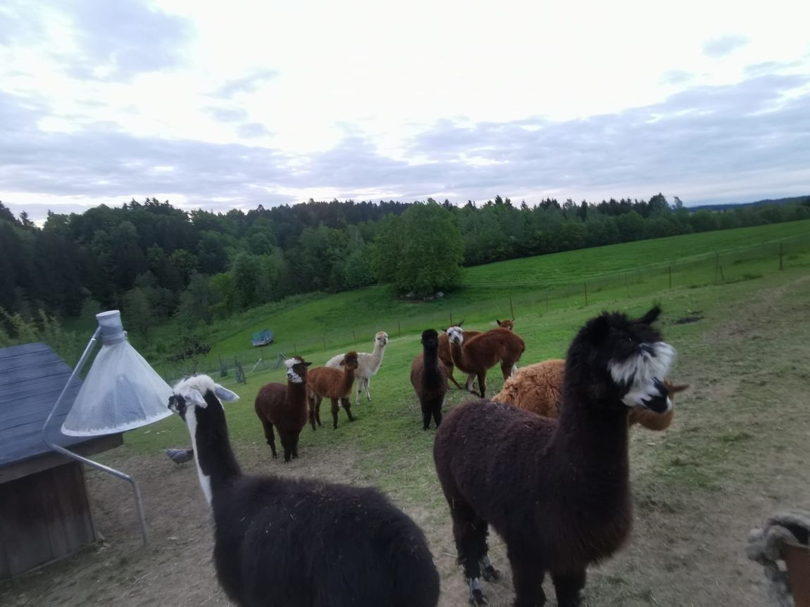 At the alpaca pasture with a far view