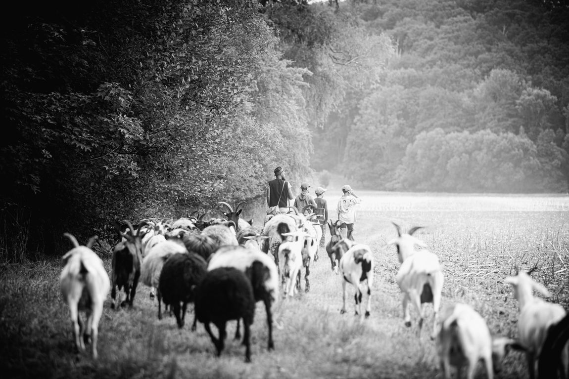 Nel posto più bello del mondo nella fattoria delle capre