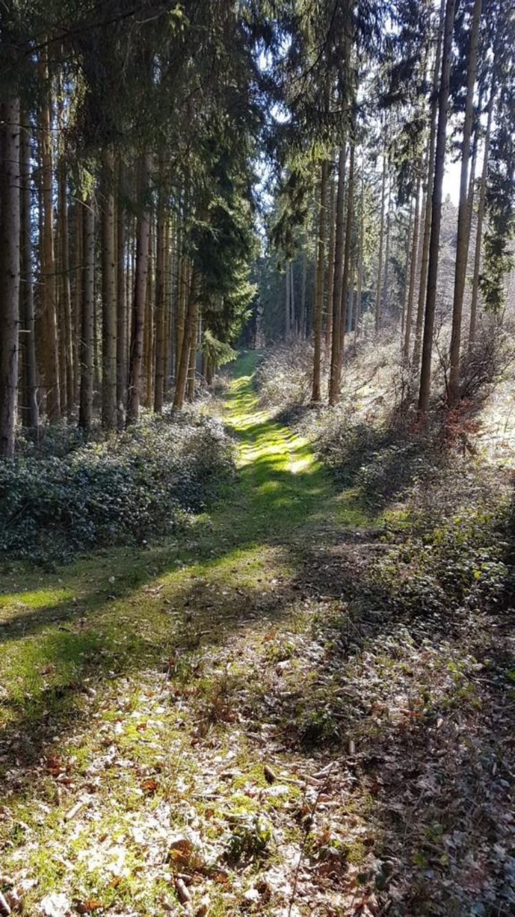 Erholung im Hochwald mit Nationalparkblick