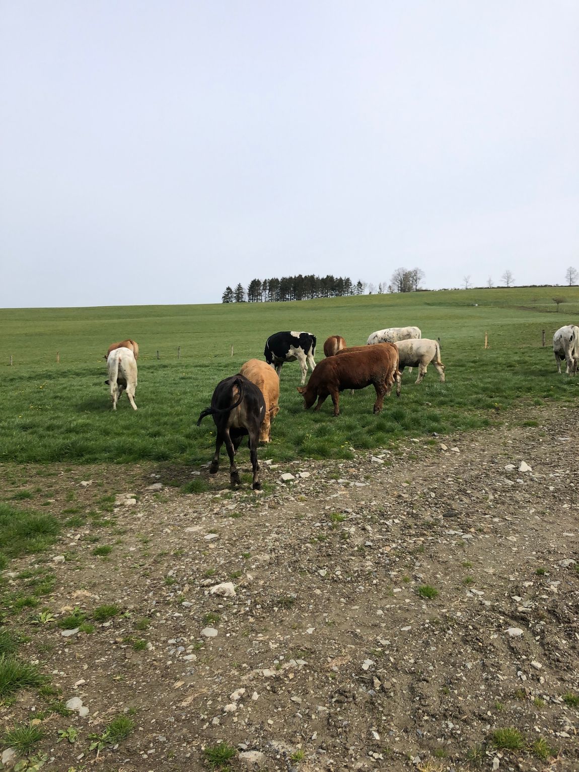 Landleben auf dem Bauernhof im Sauerland genießen