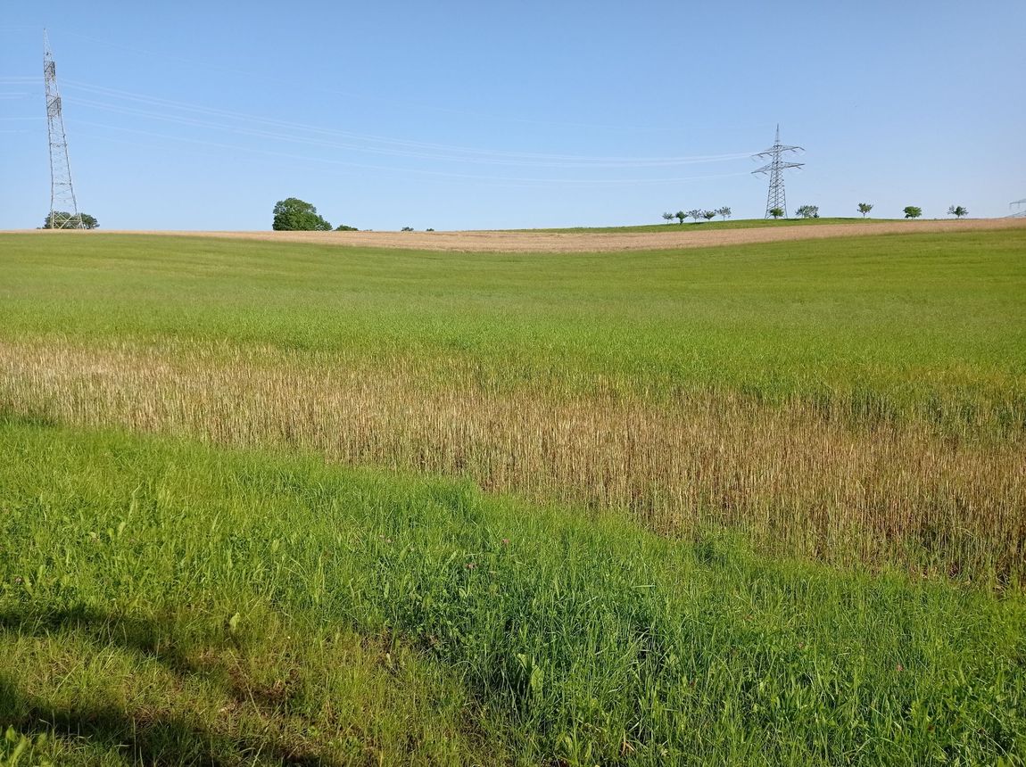 Distant view at the edge of the forest