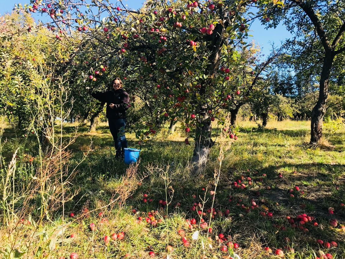 Naturcamping in der Apfelplantage 