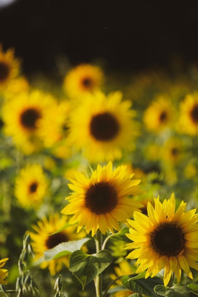 Oktober-Special: Camping zwischen Sonnenblumen 