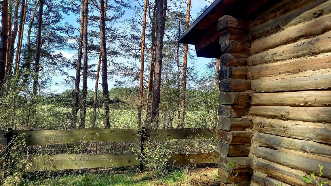 Back to the roots: Blockhütte im Wald