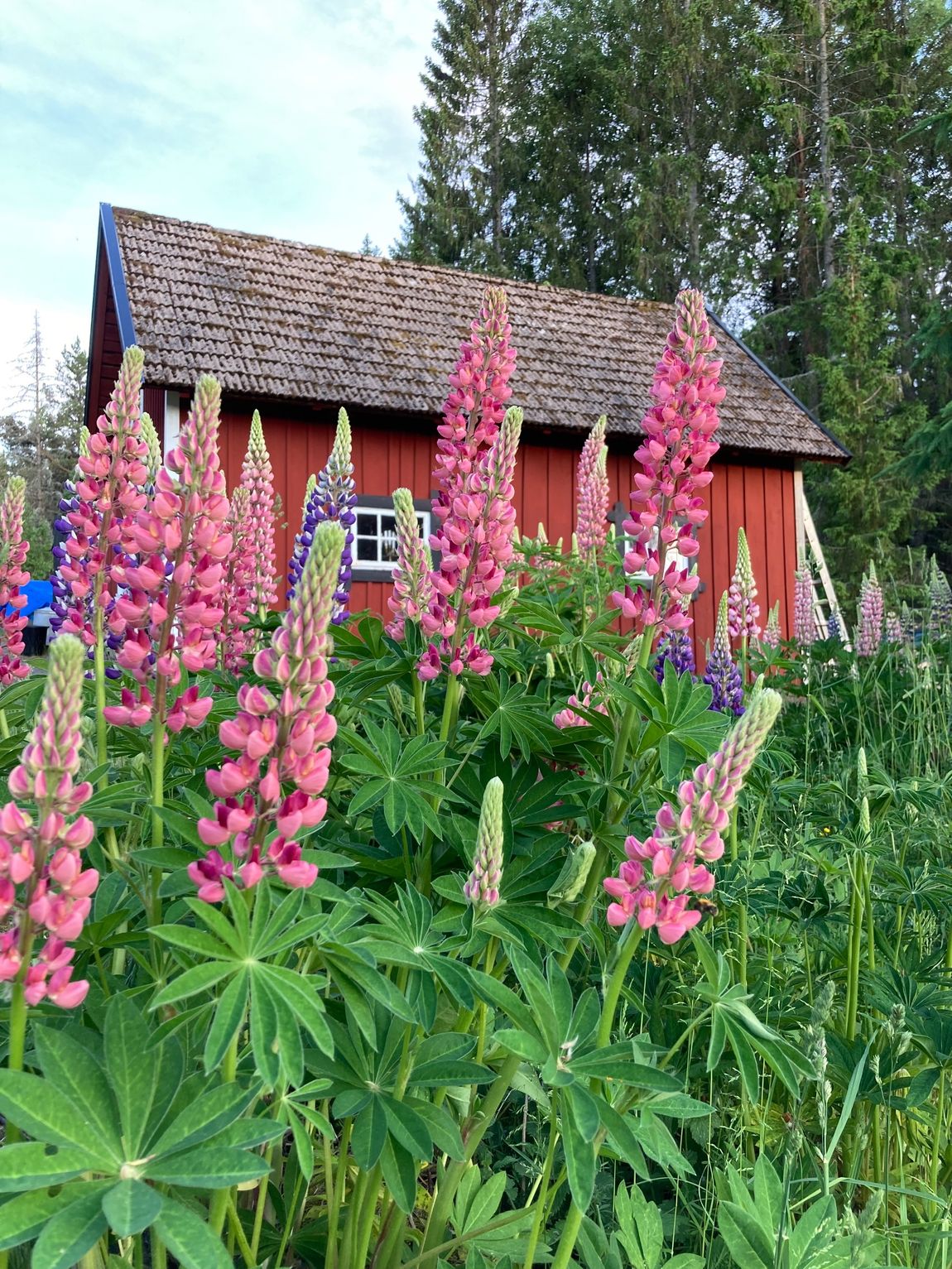 TinyHouse in Südschweden -Off Grid Cabin-