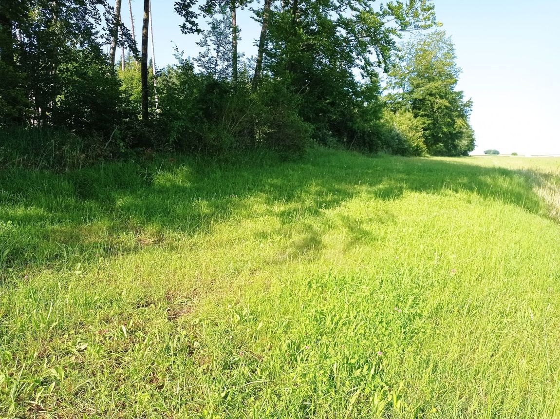 Distant view at the edge of the forest