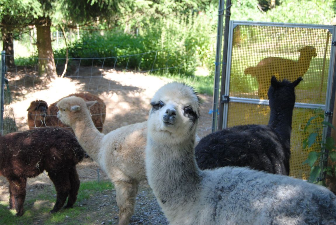 Alpaca time out - surrounded by meadows and trees