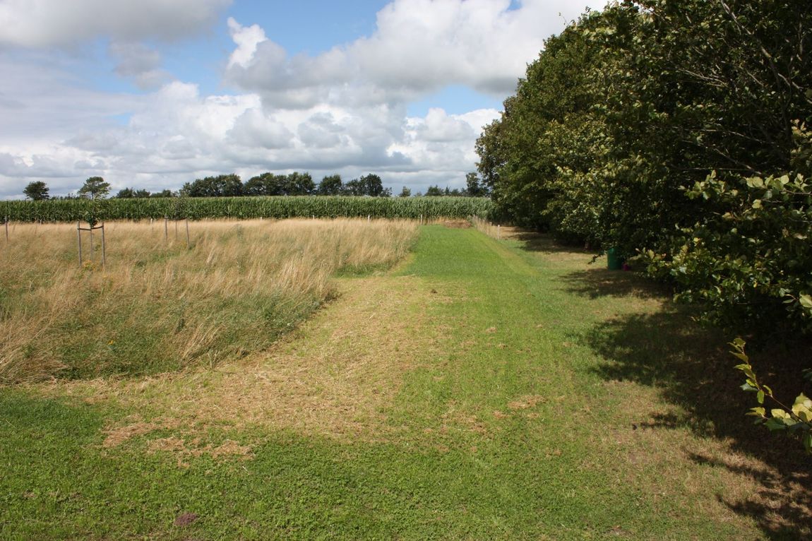 Orchard meadow in North Frisia
