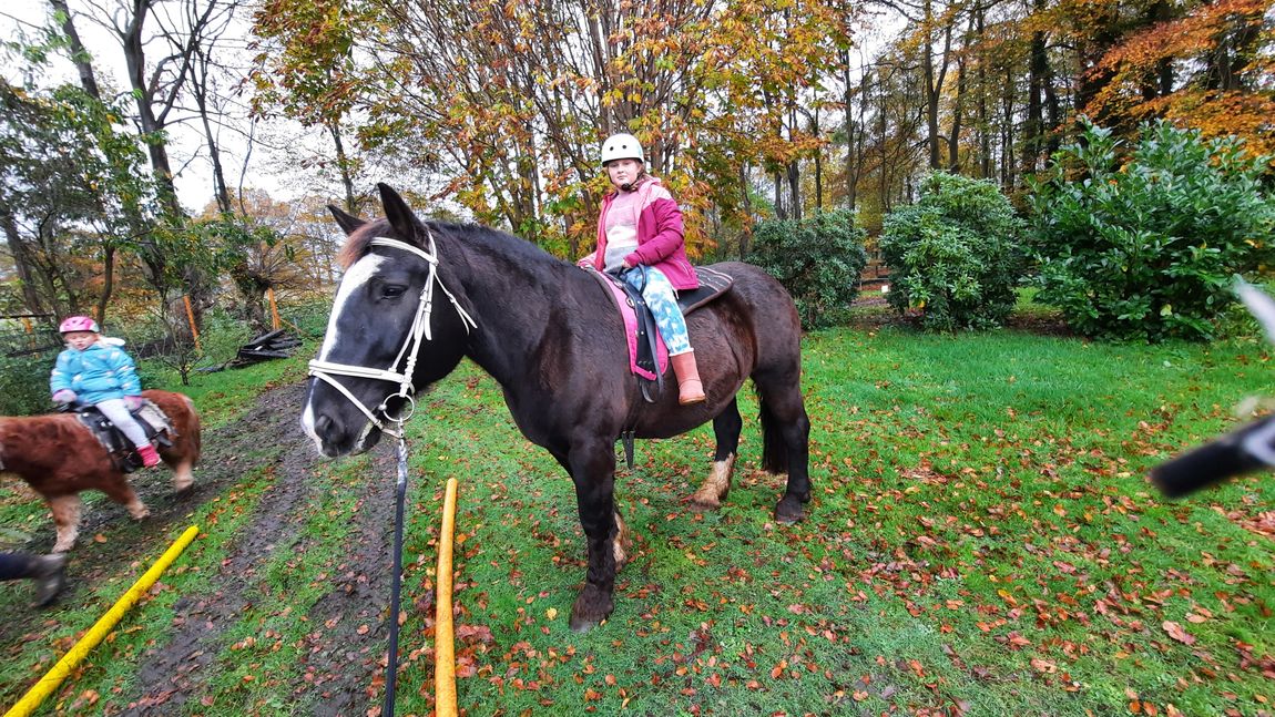 Pony e cavalli in fattoria nel bellissimo Ammerland