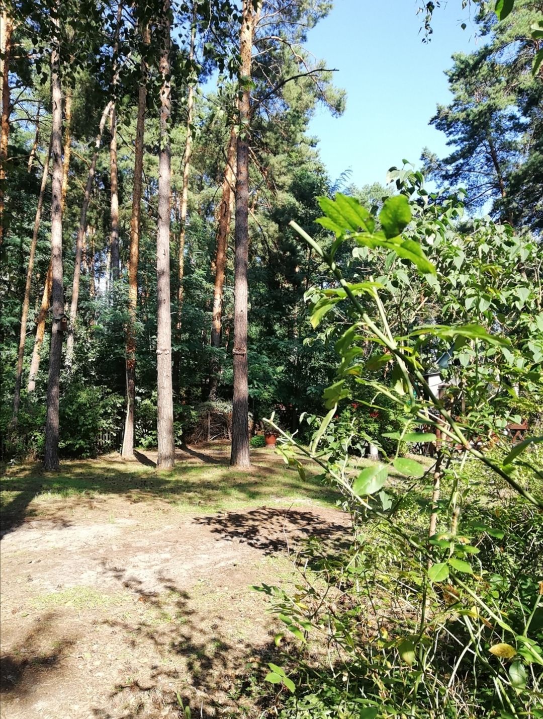 Idyll in the forest and near the lake with pool and sauna