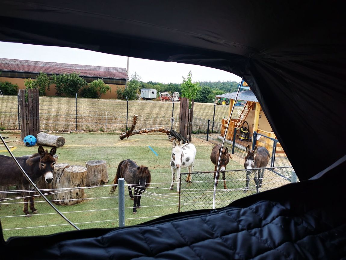 Stay overnight at donkey enclosure on vacation riding farm