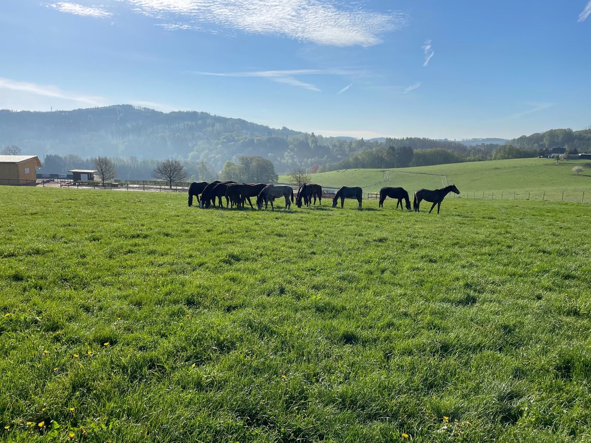 Horse pasture with a view of the Bergisches Land