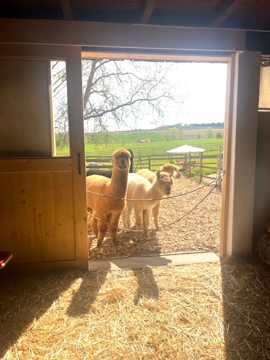 Pernottamento a contatto con la natura nel salone degli alpaca