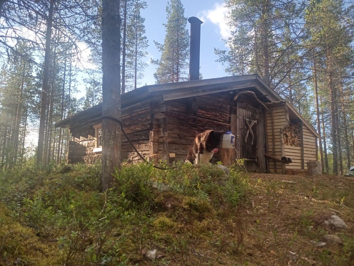 Log cabin in absolute wilderness - "lonely lynx".