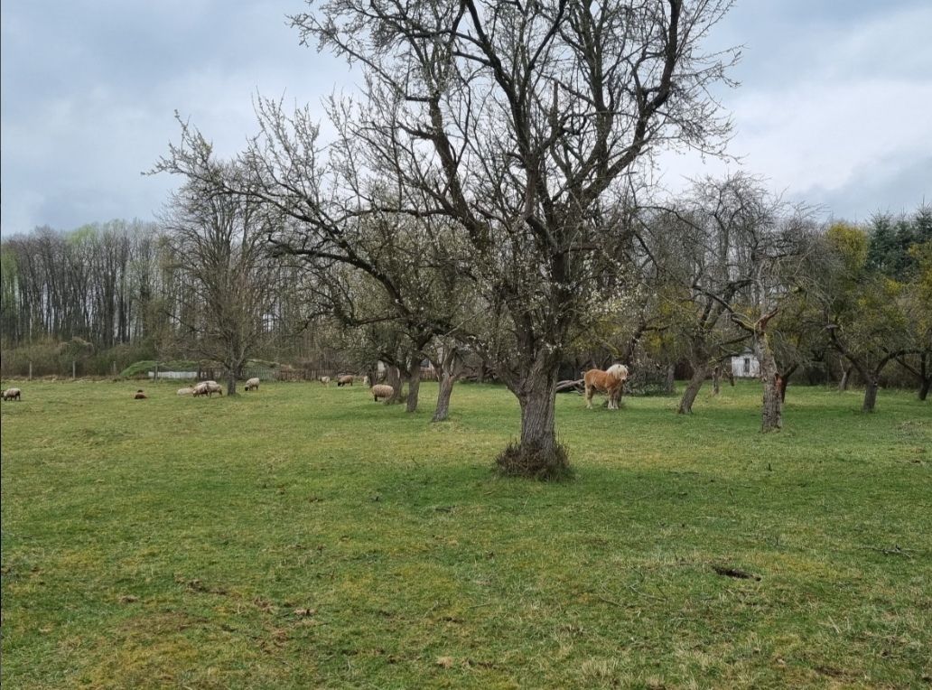 Orchard meadow on the edge of the Müritz National Park