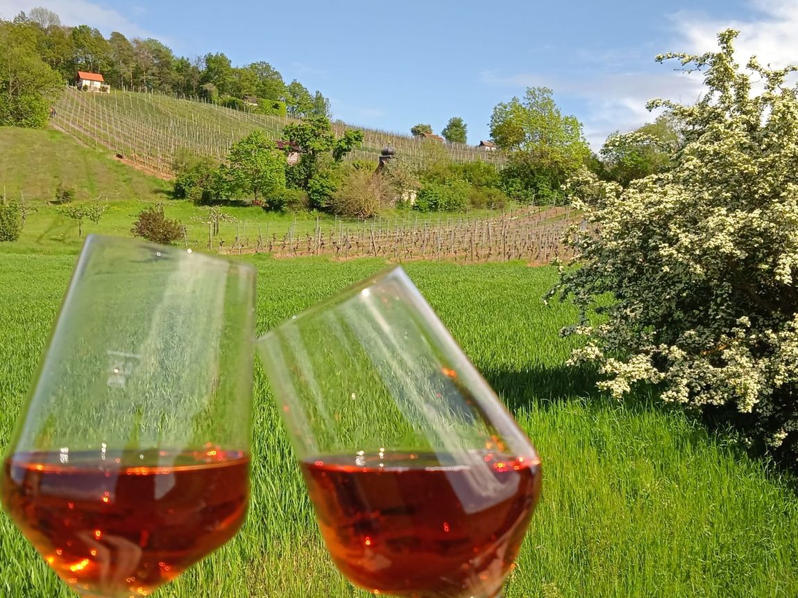 Nature experience between forest, wine and meadows