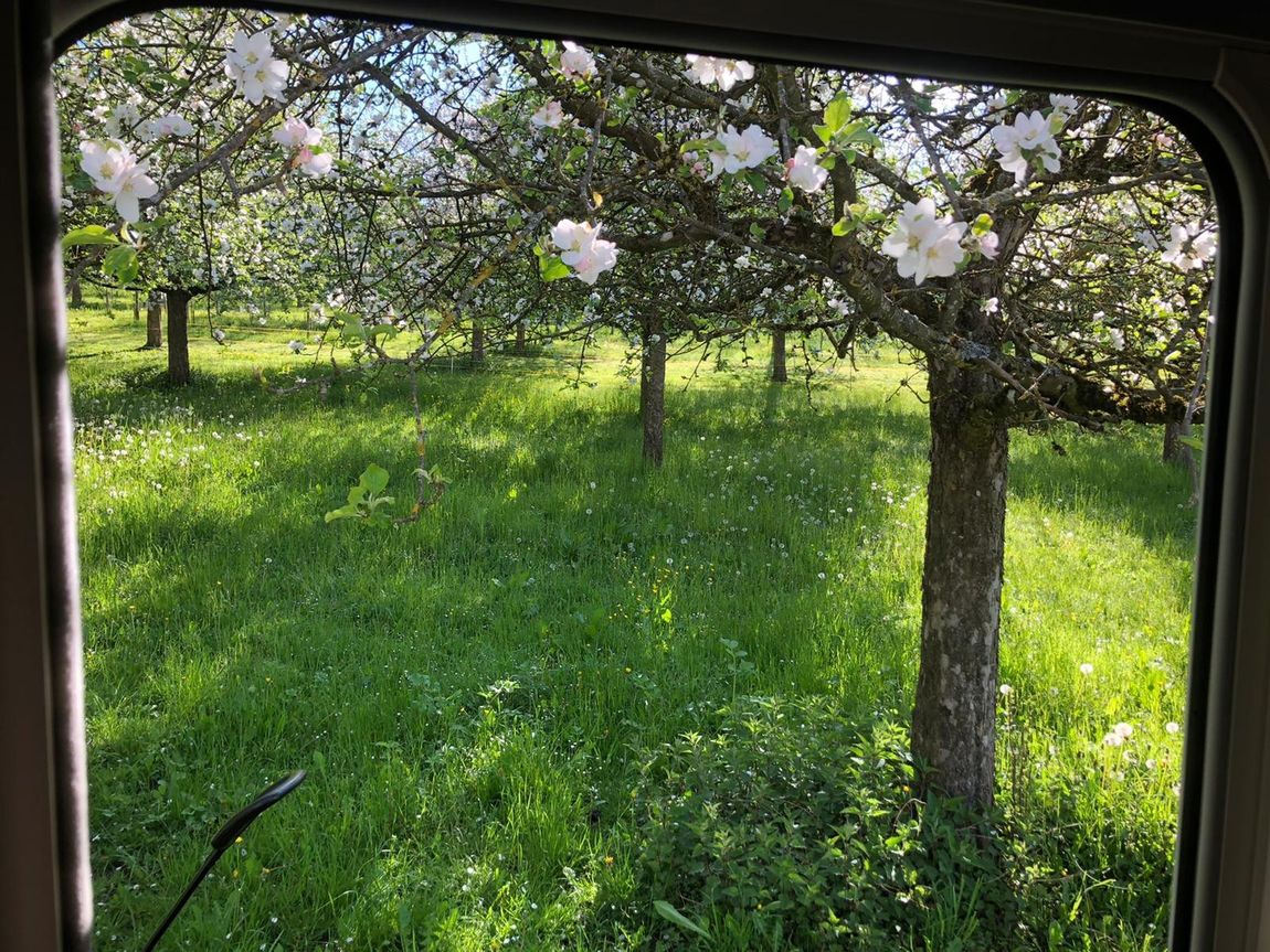 Pitch - Sleeping under the apple trees