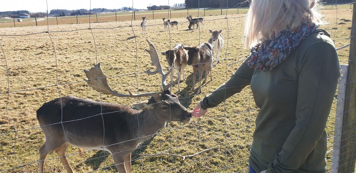 Pitch on the farm with fallow deer and red deer