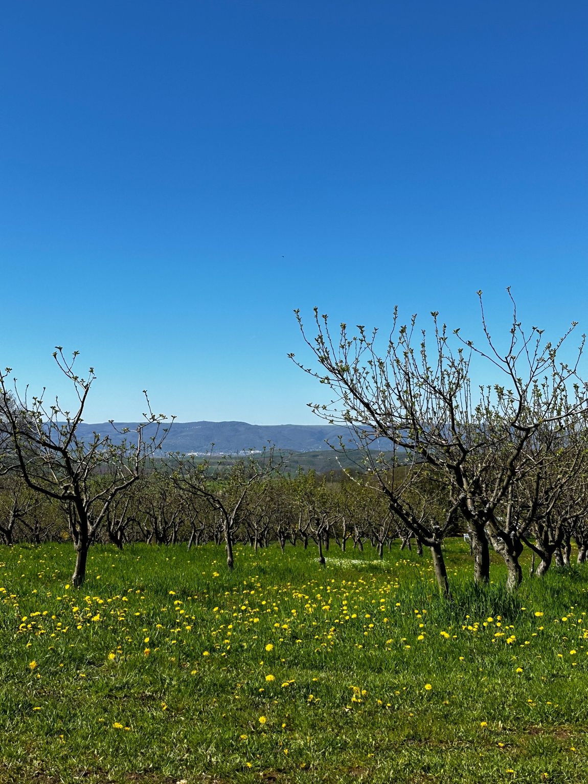 Apple orchard in Czech Republic with view of Ore Mountains