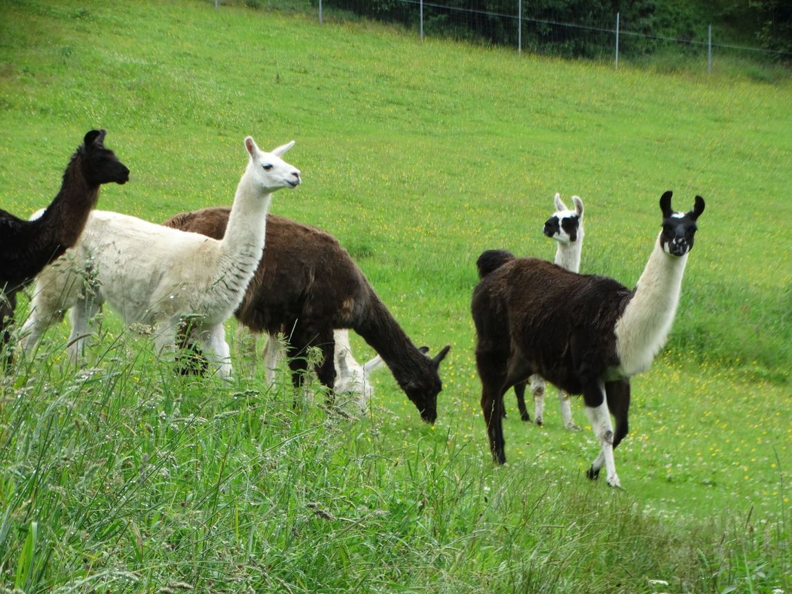 Spend the night on the meadow at the llama farm