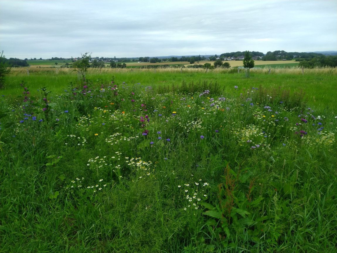 Meadow with distant view not far from Siebengebirge