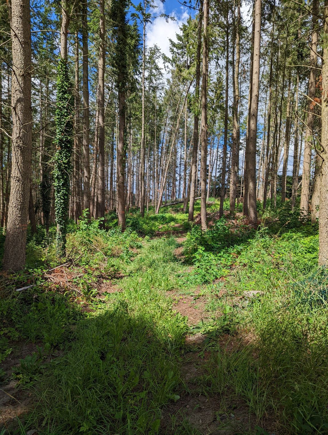 Waldbaden pur - Camping im eigenen Wald 