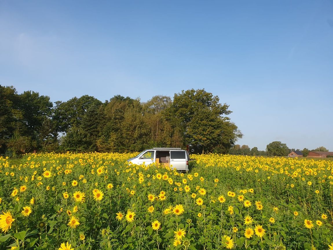 Oktober-Special: Camping zwischen Sonnenblumen 