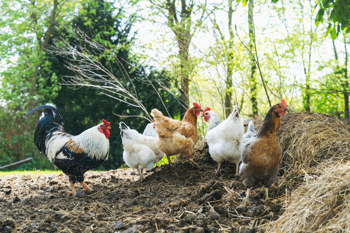 glückliche Hühner auf einem Bauernhof