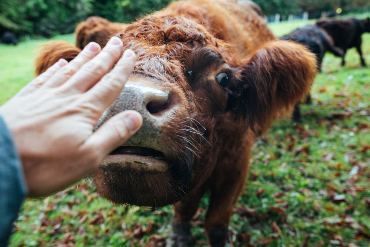 Kuhnase und Hand berühren sich