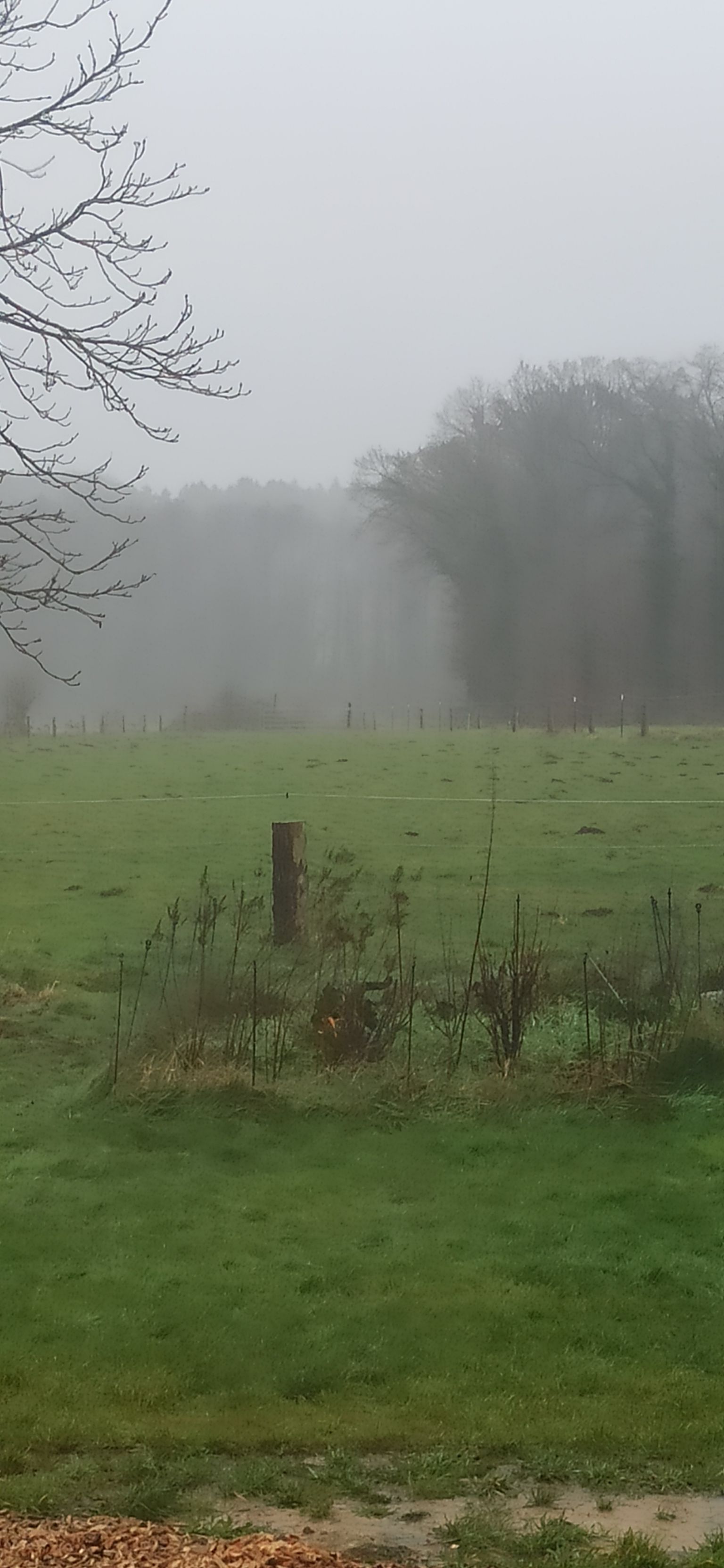 Vue sur la forêt
