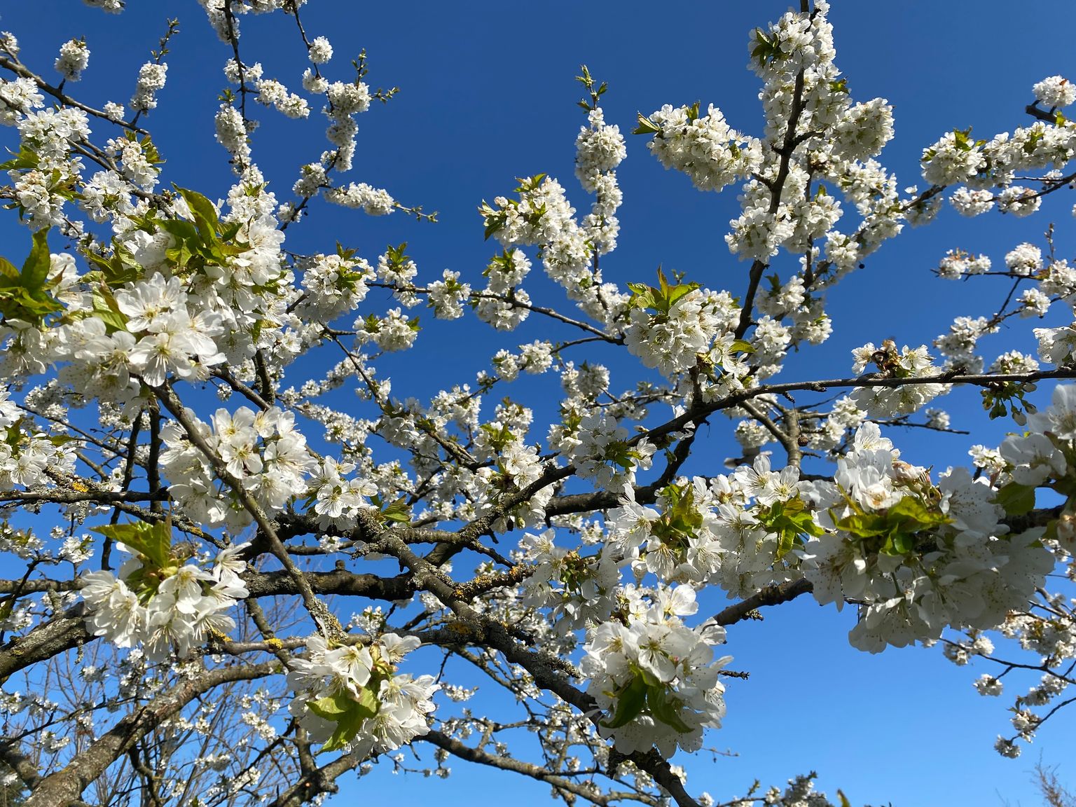 Kirschblüte im April