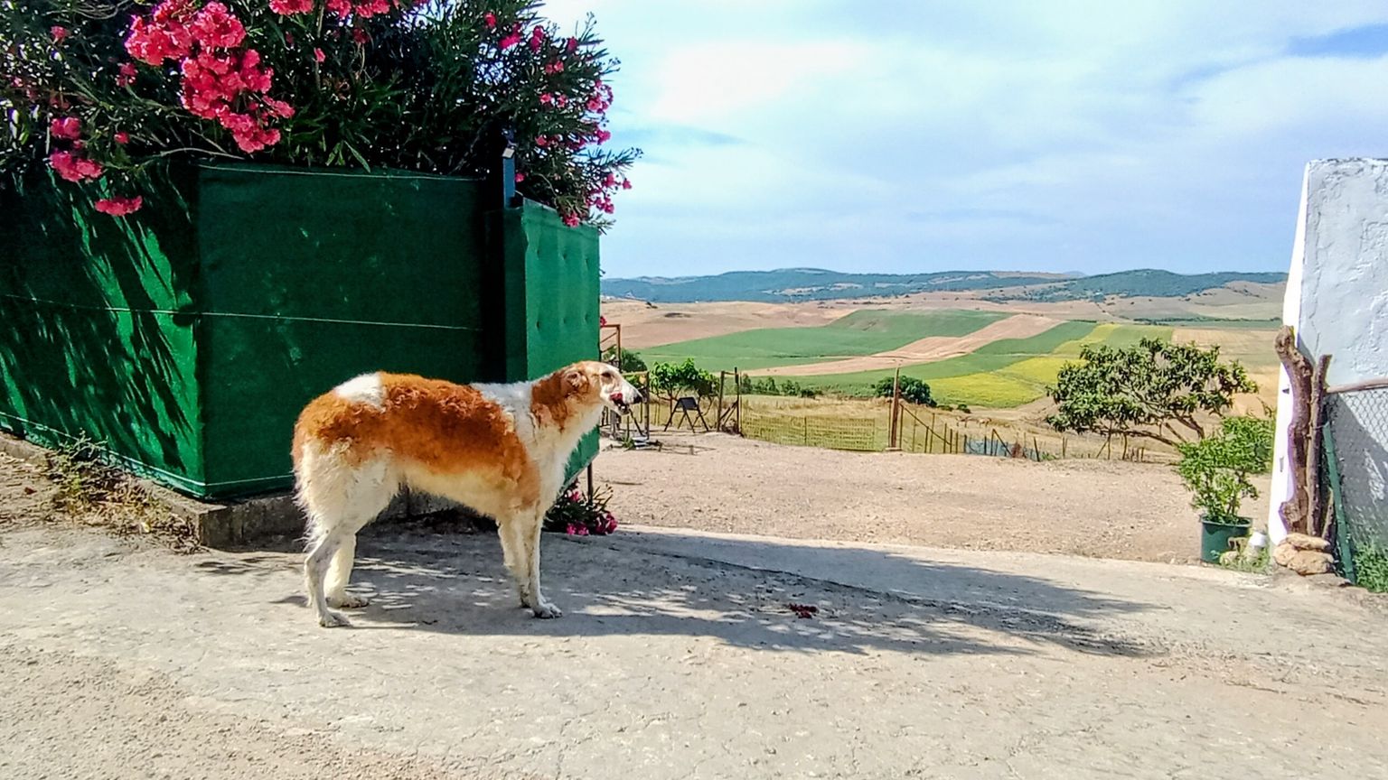 Hunde willkommen!