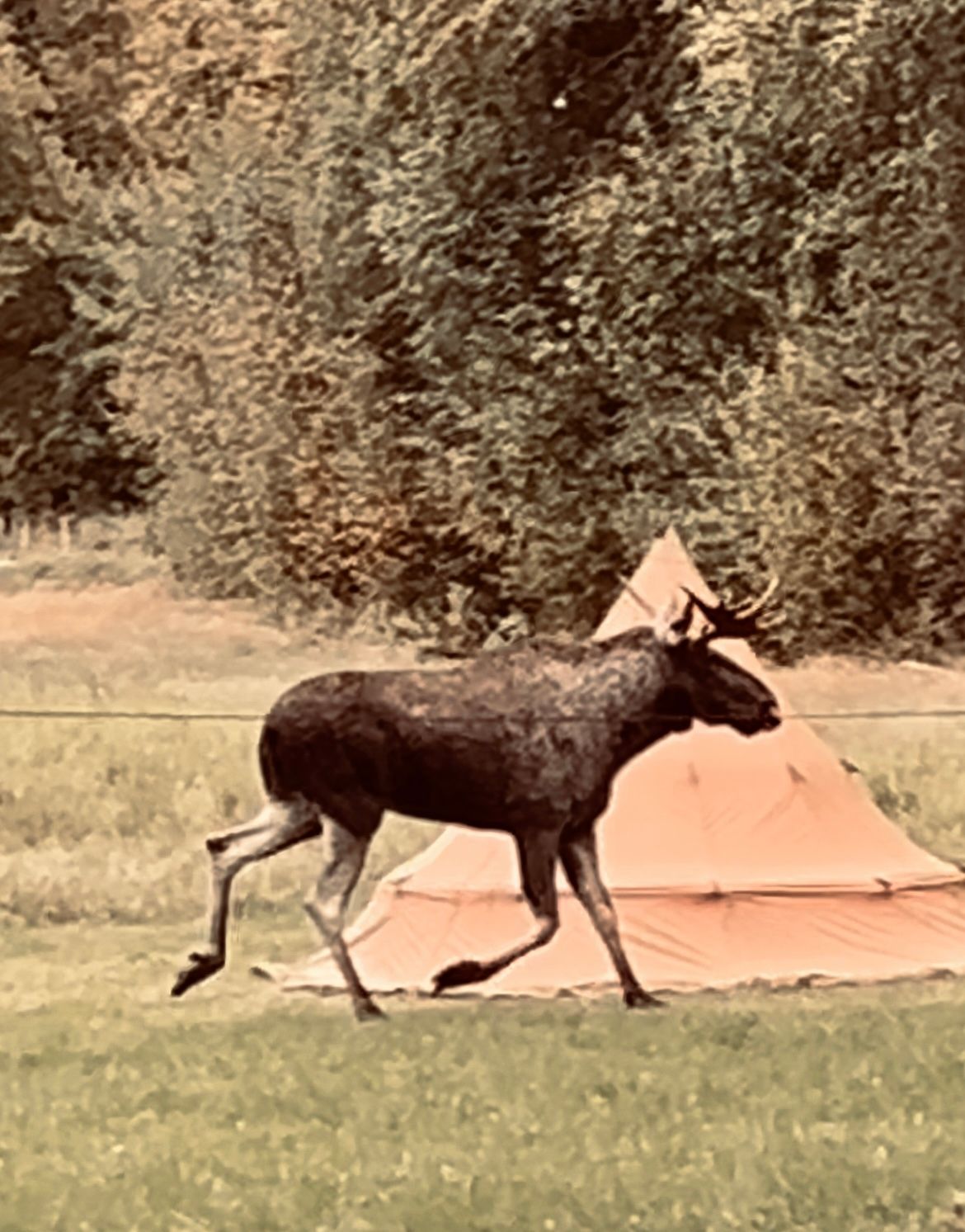Besuche aus dem Wald bei unseren Tipis