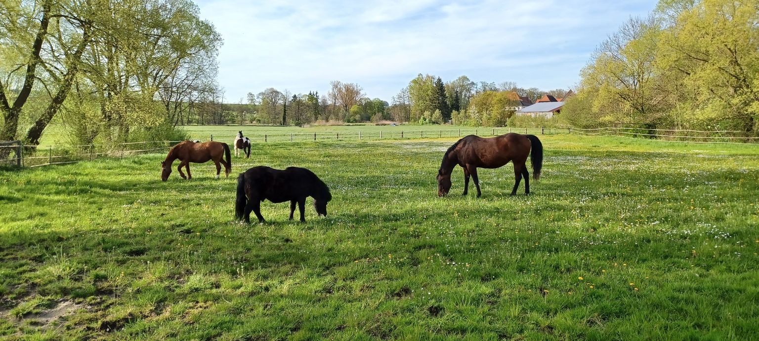 Blick über die Koppel in die Landschaft