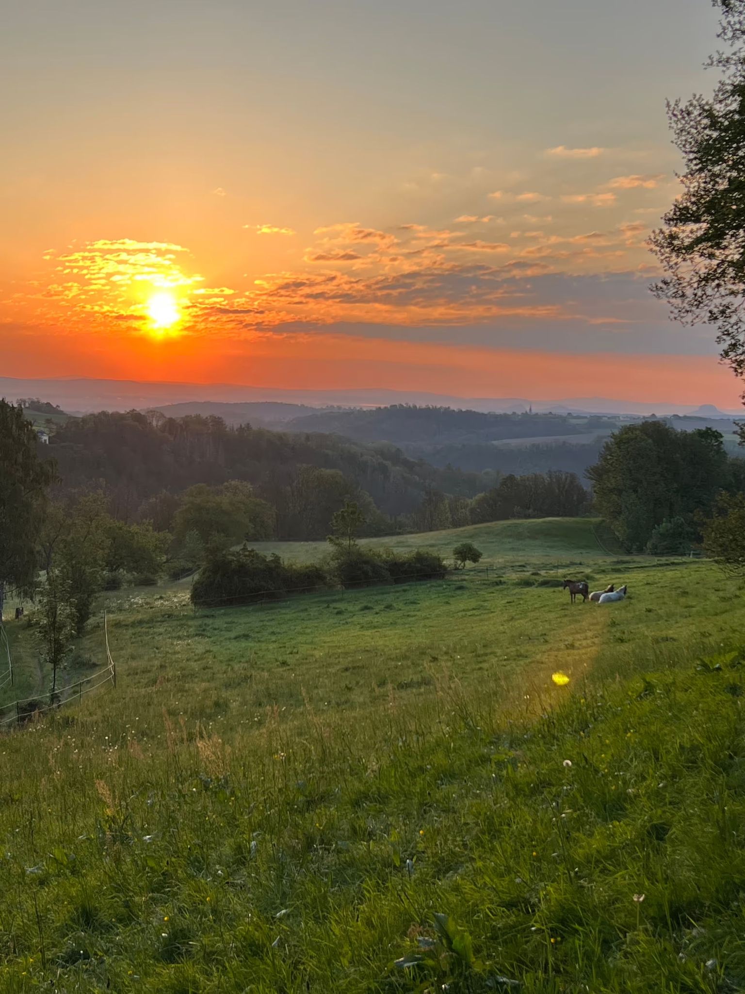 Schöner Ausblick in die Berge der sächsischen Schweiz in der Nähe von Dresden. Den Platz kann man zum Campen bei hinterland.camp buchen. Im Hintergrund stehen Pferde auf einer Koppel.