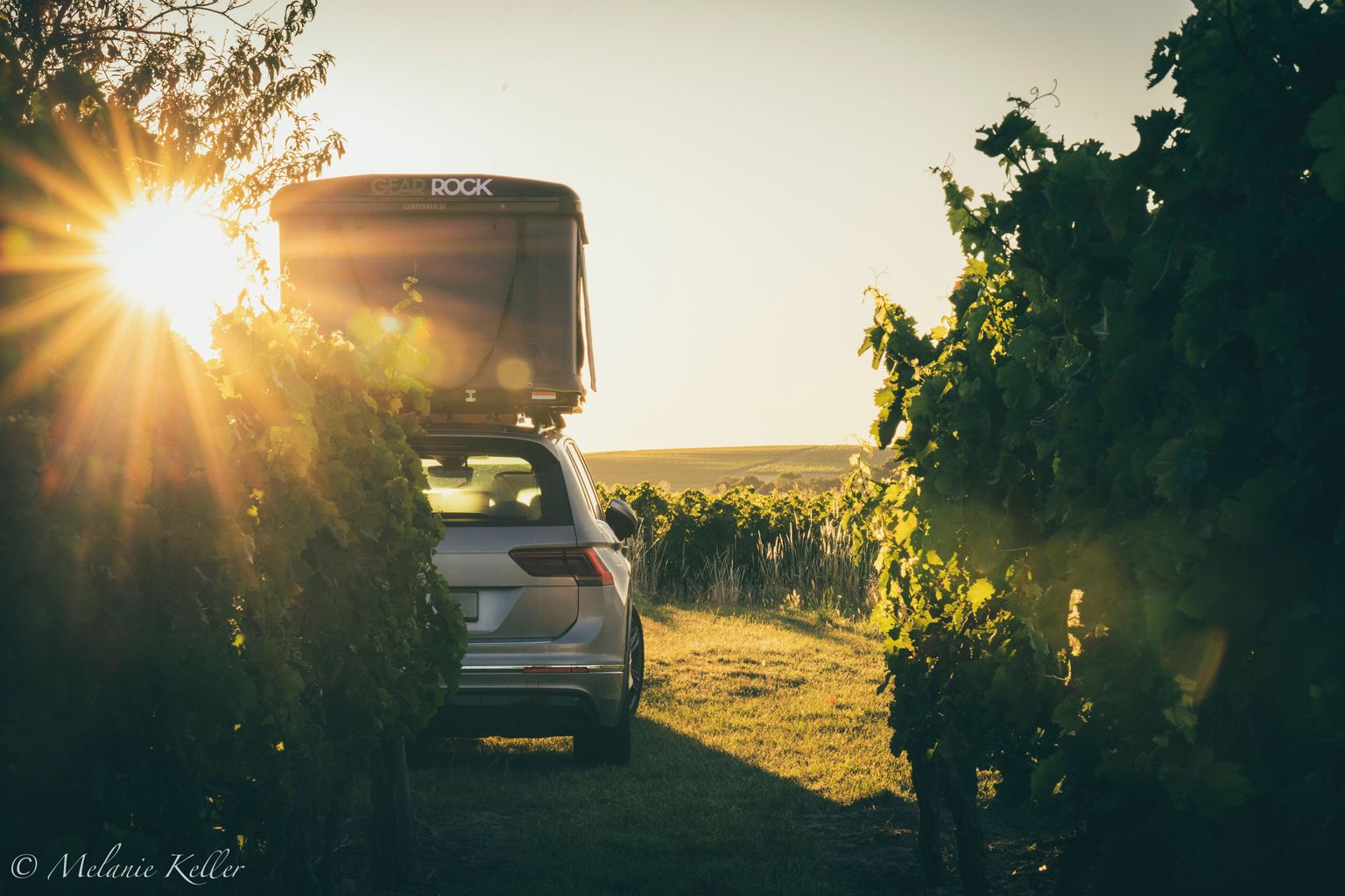 Ein Camper steht auf einem Grünstreifen direkt neben den Weinreben.