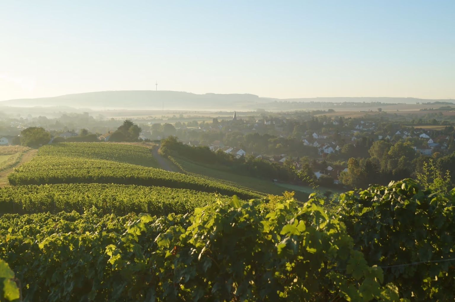 Weitblick auf Nahetals Weinberge von einem Camping Stellplatz aus, den man auf hinterland.camp buchen kann