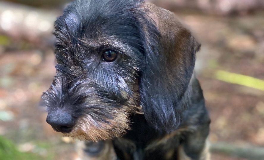Förster der Hund in Nahaufnahme, leicht im Profil