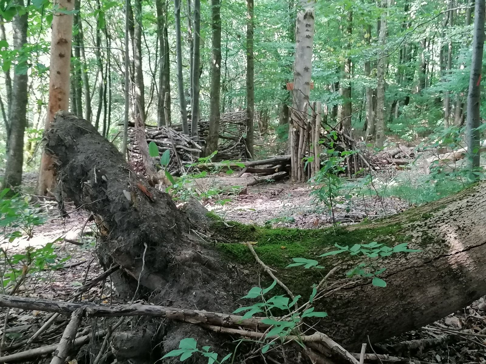 "Wildcampen" im Wald für Bushcraft-Abenteurer