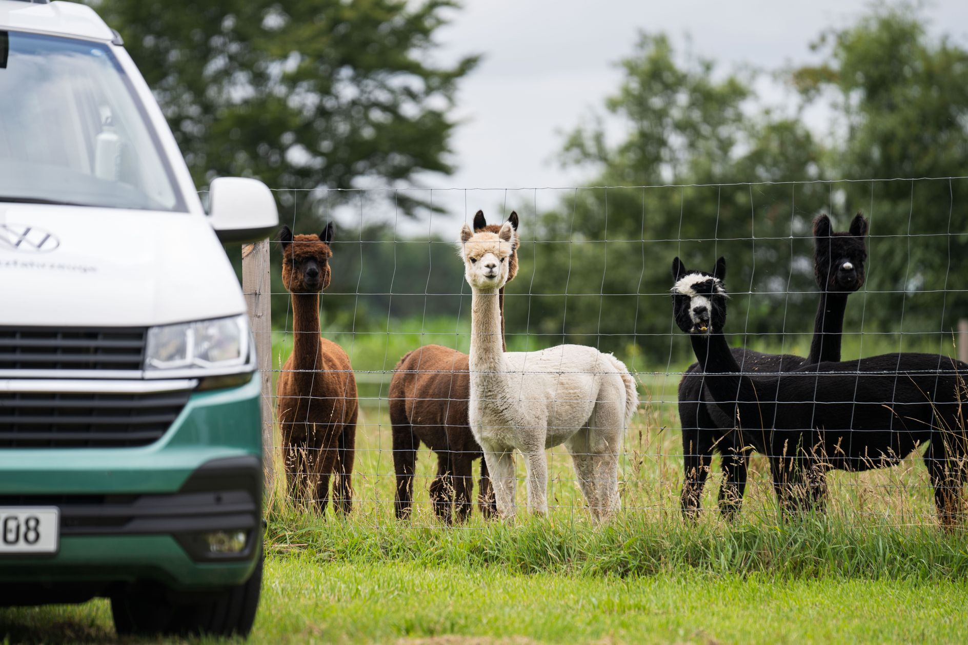 Van seht auf einem Camping Stellplatz auf einem Bauernhof, direkt vor einer Alpaka Wiese