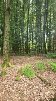 Rating image