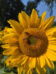 Rating image