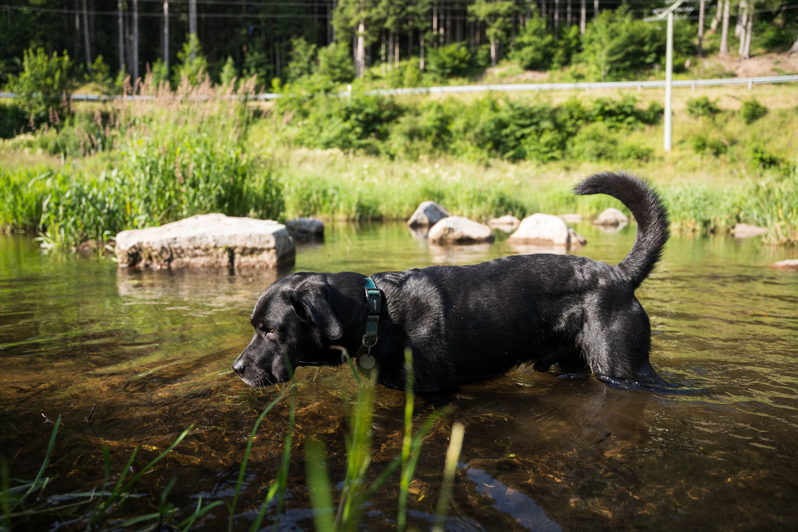 Hund, der in einem Fluss in der sächsischen Schweiz badet